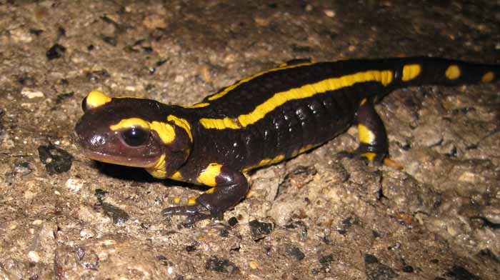 Salamandra Salamandra Terrestris da Olanda.